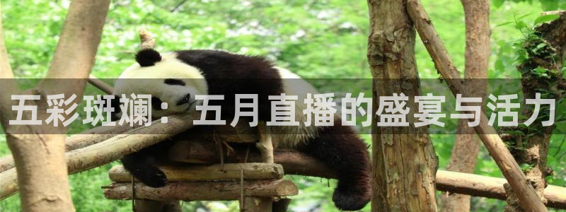 飞速篮球直播：五彩斑斓：五月直播的盛宴与活力