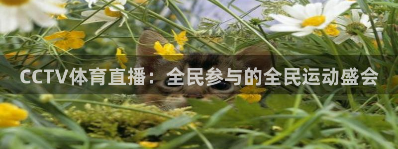 飞速体育直播\'：CCTV体育直播：全民参与的全民运动盛会